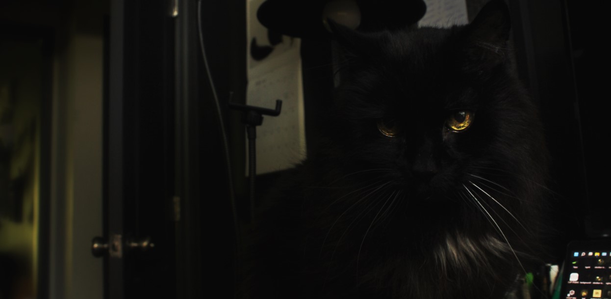 Photo of a black cat in a dark room.